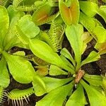 Dionaea muscipula Habitus