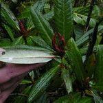 Rhododendron anthosphaerum Blad