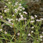 Stenaria nigricans 形態