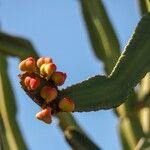 Euphorbia canariensis 果實