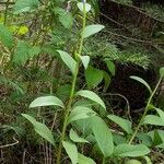 Mertensia ciliata 形态