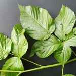 Rubus polonicus Leaf