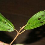 Miconia bubalina Leaf