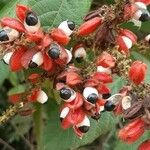 Paullinia cupana Fruit