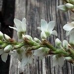Fagopyrum esculentum Flower
