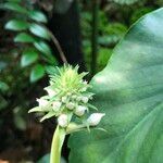 Calanthe triplicata Плід