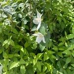 Philadelphus lewisii Blad