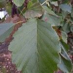 Alnus glutinosa Blatt