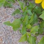 Helianthus debilis Feuille