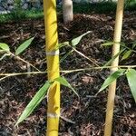 Phyllostachys iridescens Bark