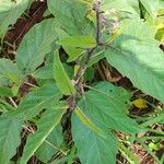 Solanum campylacanthum Leaf