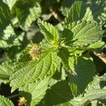 Lantana camara Leaf