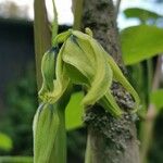 Decaisnea insignis Flower