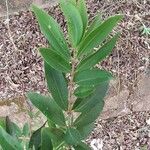 Eugenia pyriformis Leaf