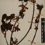 Acer caesium Sonstige