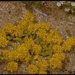 Lepidium flavum ᱛᱟᱦᱮᱸ