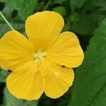 Pavonia burchellii Цвят