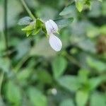 Hypoestes triflora Blomst