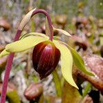 Darlingtonia californica Flor