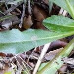 Bellis sylvestris Hoja