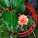 Zinnia peruviana Floro