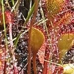 Drosera anglica पत्ता