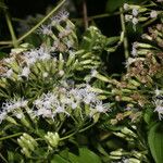 Chromolaena odorata Blatt