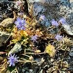 Jasione crispaFlower