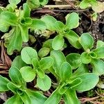 Valeriana locusta Hoja