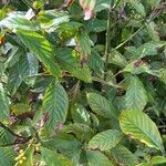 Psychotria viridis Foglia