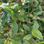 Psychotria viridis List