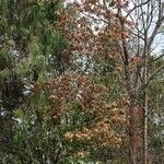 Acer campbellii Lapas