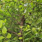 Prunus avium Habit