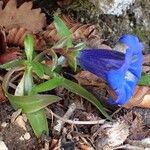 Gentiana angustifolia Yeri