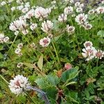 Trifolium occidentale പുഷ്പം