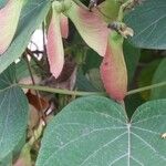 Stigmaphyllon ellipticum Fruto