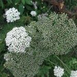 Selinum carvifolium Flower