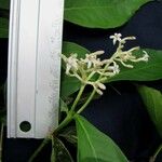 Rudgea cornifolia Beste bat
