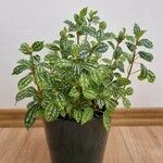 Pilea cadierei Blatt