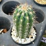 Pachycereus pringleiList