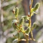 Salix prolixa Fruct