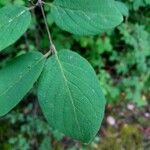 Lonicera xylosteum Leaf