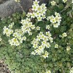 Saxifraga muscoides Fula