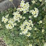 Saxifraga muscoides Bloem