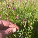 Onobrychis aequidentata Flower