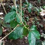 Coffea canephora पत्ता