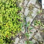 Campanula cervicaria Feuille