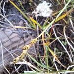 Carex canescens Flower