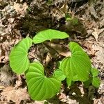 Dioscorea villosa Folio