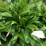 Spathiphyllum wallisiiDeilen